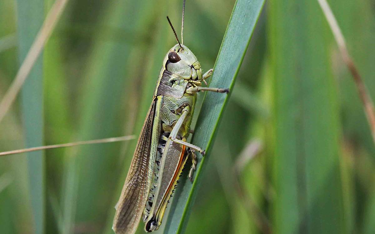 Hat sich die Kienbruchwiese zurückerobert: die Sumpfschrecke (Stethophyma grossum)