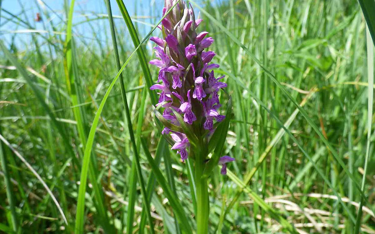 Auf der Kienbruchwiese wachsen seltene Pflanzen wie das Steifblättrige Knabenkraut (Dactylorhiza incarnata).