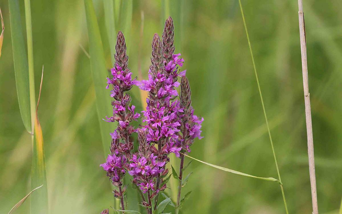 Der hübsche Gewöhnliche Blutweiderich (Lythrum salicaria) ist eine typische Feuchtwiesenpflanze.