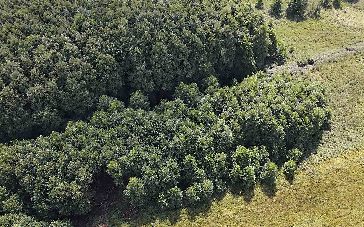 So sah es vorher aus: das Erlenwäldchen auf der Kienbruchwiese.