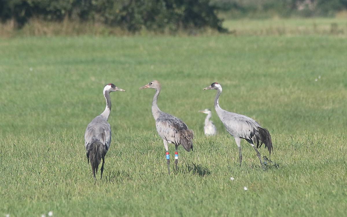 Kranichfamilie in Klepelshagen mit markiertem Jungvogel im Spätsommer 2020