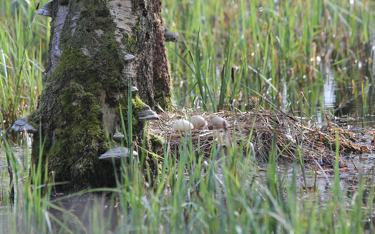 Kraniche bauen ihre Nester auf dem Wasser – gut vor Räubern geschützt