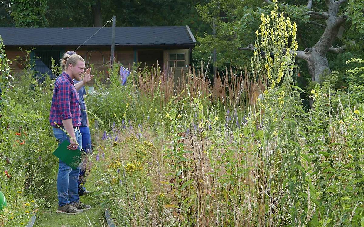 Heimische Wildblumen sind vor allem für bestäubende Insekten eine wichtige Nahrungsquelle.