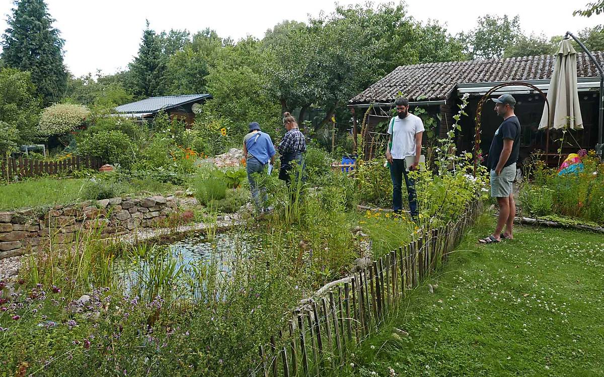 Naturnahe Gewässer mit Flachwasserzonen sind ein Paradies für Amphibien, solange dort keine Fische gehalten werden.