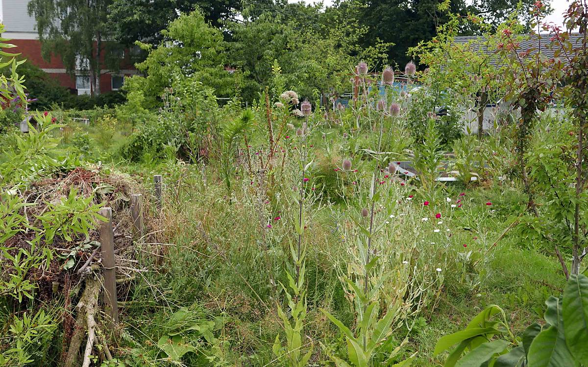 In diesem Kleingarten mit vielen verschiedenen heimischen Pflanzen finden Insekten und andere Wildtiere Nahrung und Unterschlupf.