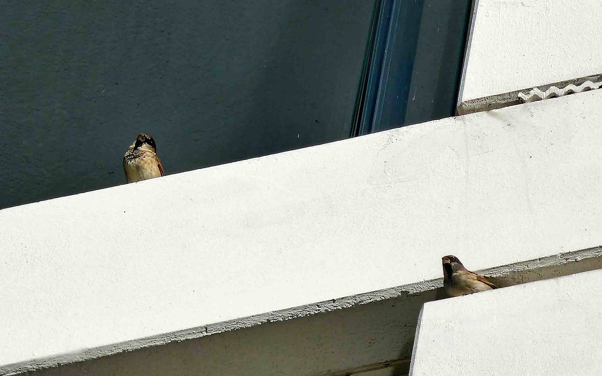 Kaum sind sie da, die frechen Spatzen, ...