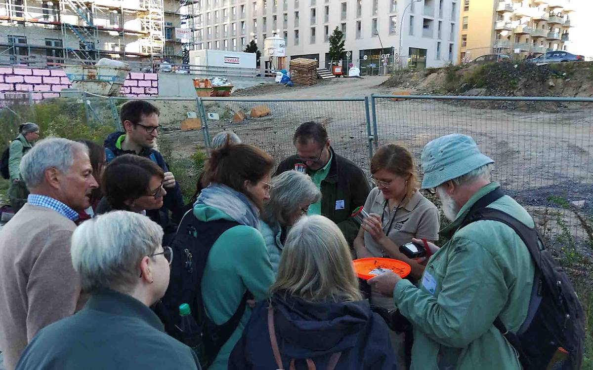 Welches Insekt lebt im Grünstreifen am Bauzaun?