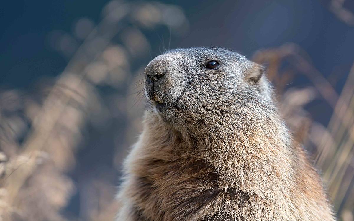 Alpenmurmeltier (Marmota marmota), Portrait, Nationalpark Hohe Tauern Österreich