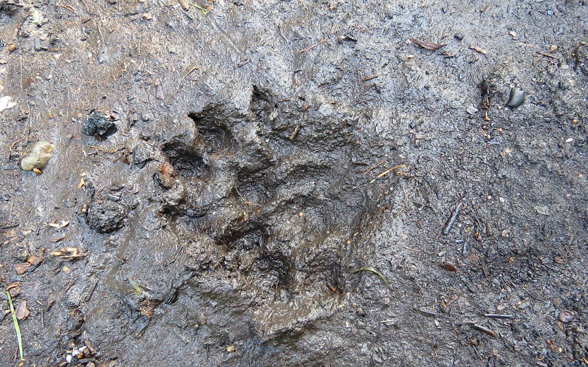 Trittsiegel des Fischotters