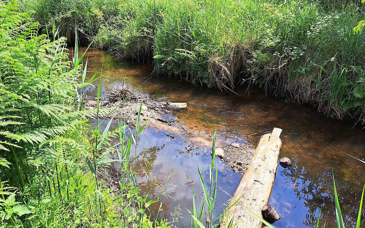 Auch von dieser Maßnahme erzählt Wildtierexpertin Lea im Podcast und was sie gemacht haben, um die Fließgeschwindigkleit zu regulieren.