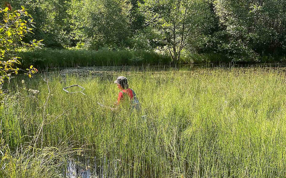 Mit dem Kescher auf der Suche nach Kaulquappen und Molchlarven