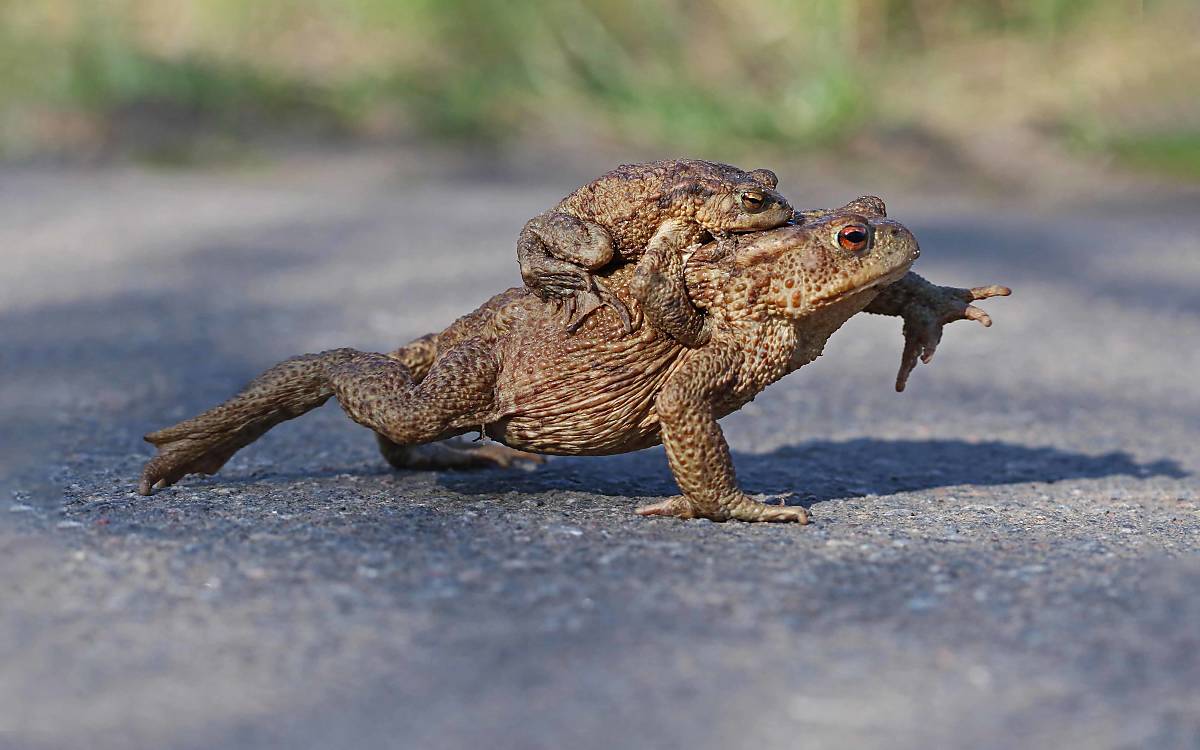 Eine männliche Erdkröte sitzt huckepack auf seiner Partnerin und läßt sie nicht mehr los bis sie in einem passenden Gewässer angekommen sind, um die Eier abzulegen.