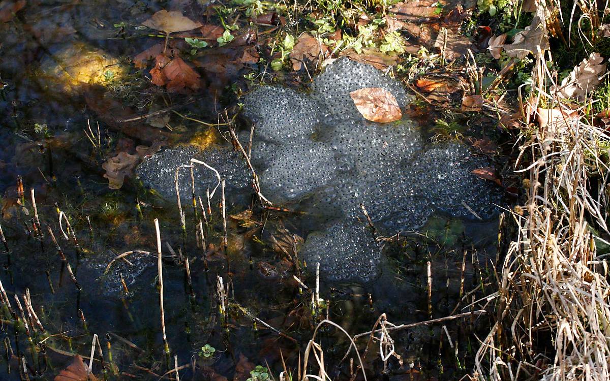 Froschlaich in einem Gewässer