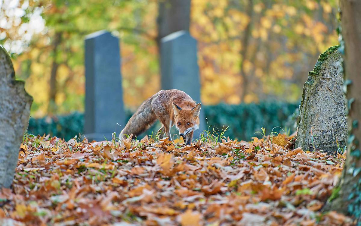 fuchs-auf-friedhof_imagebroker_raimund-linke