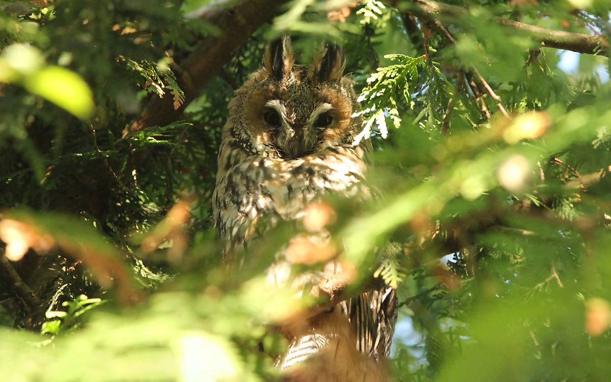 Die Waldohreule (Asio otus) ist nach dem Waldkauz, die zweithäufigste Art in Klepelshagen.