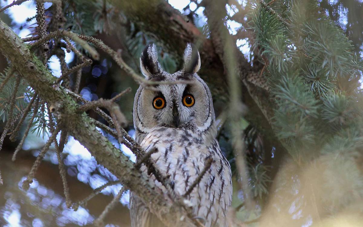 Die Waldohreule (Asio otus) ist leicht an ihren typischen Federohren zu erkennen. Sie fühlt sich in der offenen, strukturreichen Wiesenlandschaft von Klepelshagen wohl. Das Tier auf dem Foto hat sich ein kleines Fichtengehölz als Tagesquartier ausgesucht.