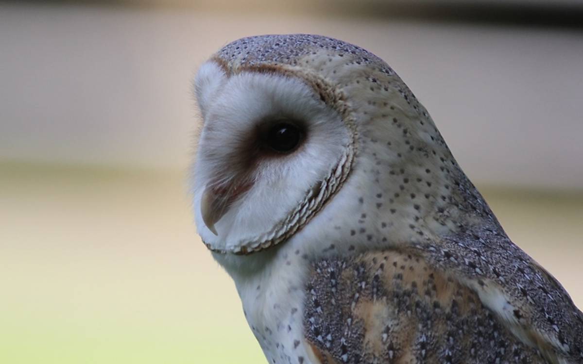 Die Schleiereule (Tyto alba) nutzt Gebäude wie Kirchen, alte Stallanlagen, Scheunen und alte Trafohäuser als Unterschlupf.