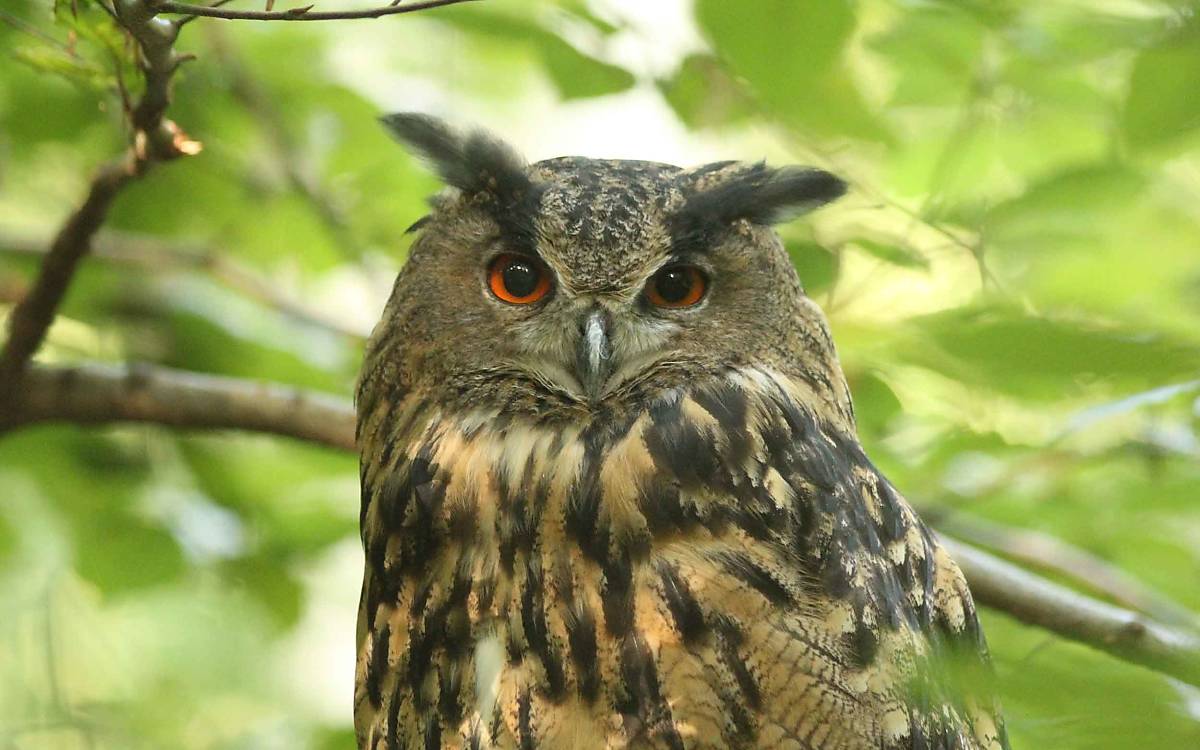 Der Uhu (Bubo bubo) ist eine der größten heimischen Eulenarten. Früher als Nahrungskonkurrent verfolgt, breitet sich die Art langsam wieder in Mecklenburg-Vorpommern aus. Der erste Nachweis in Klepelshagen gelang vor wenigen Wochen.