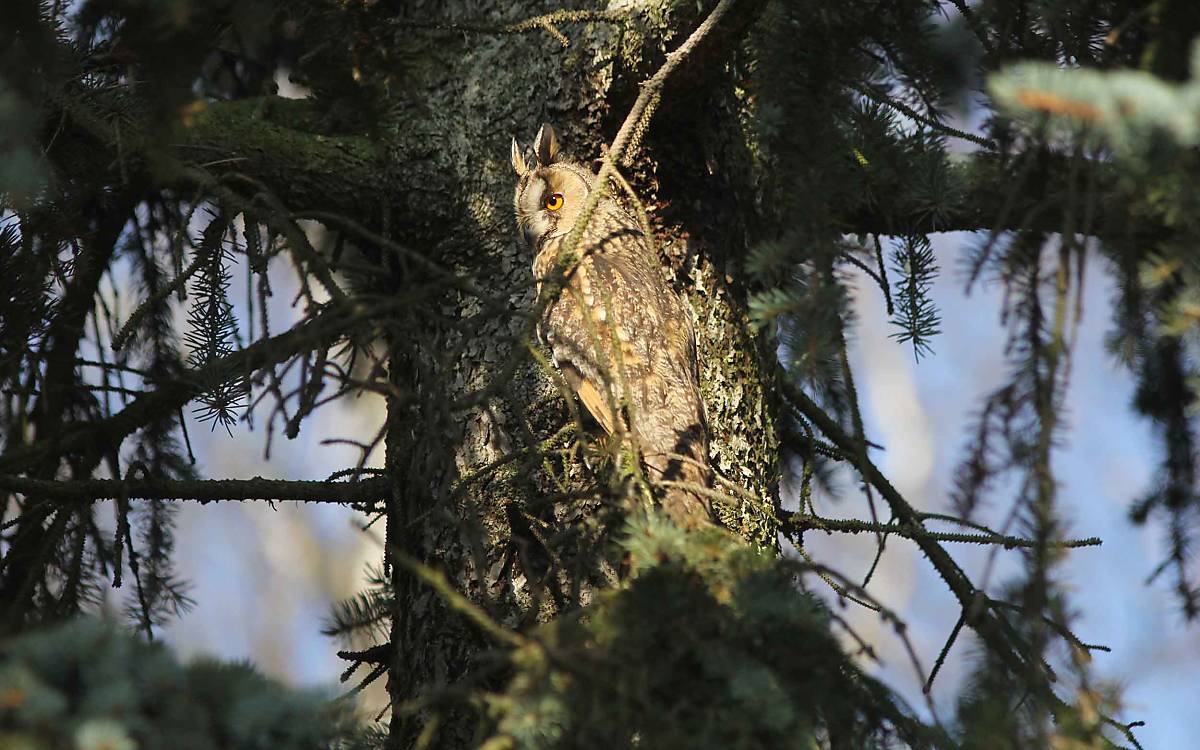 Eulen sind Meister der Tarnung. So verstecken sie sich vor Fressfeinden wie dem Habicht. Diese Waldohreule (Asio otus) verschmilzt regelrecht mit dem Baumstamm, an dem sie sitzt.