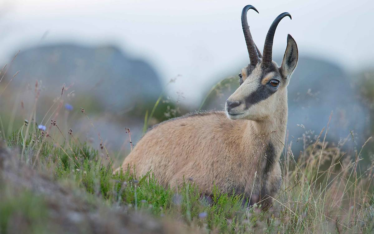 Gämse (Rupicapra rupicapra)