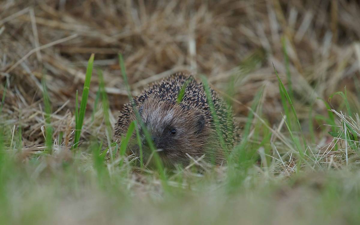igel-auf-einer-wiese-nah_enrico-schubert