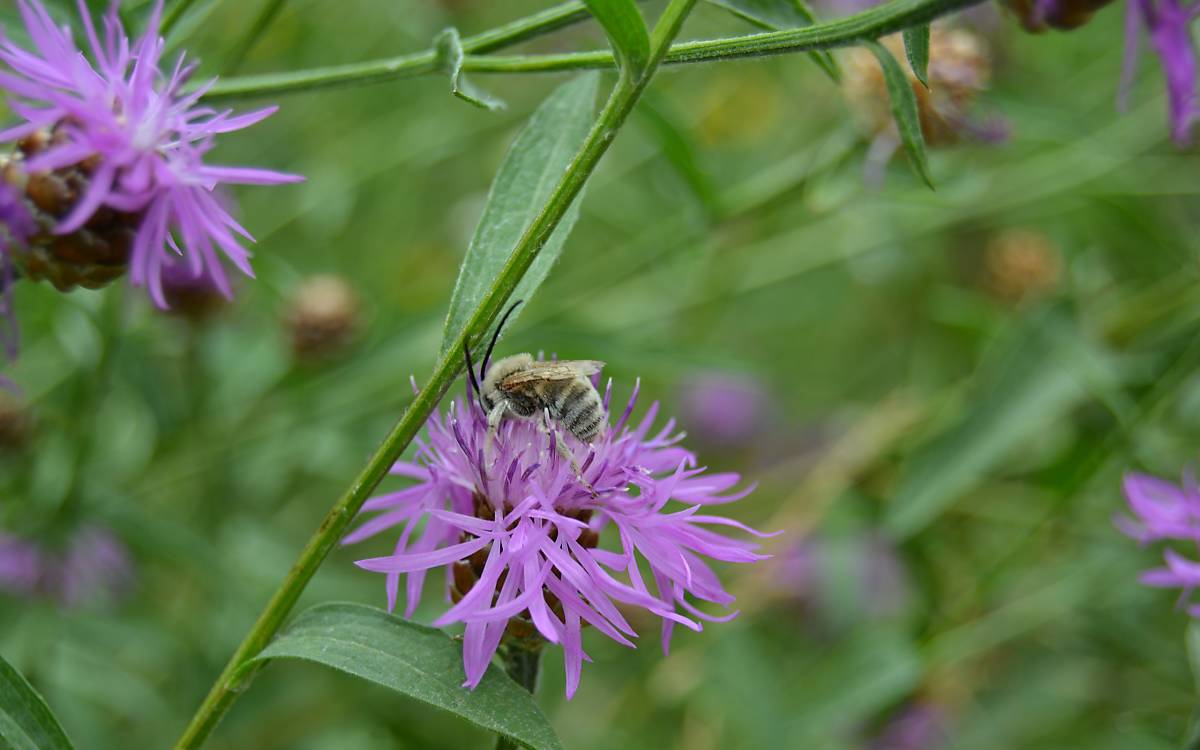 Die Flockenblumen-Langhornbiene (Eucera dentata) ist auf den Pollen von Flockenblumen und Disteln spezialisiert. In Deutschland ist sie stark gefährdet.