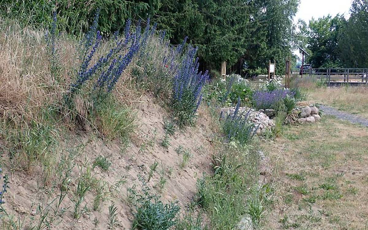 Die Steilwand im Fledermausgarten Gehren bietet Furchenbienen ideale Nistmöglichkeiten. Gleich daneben dient der blühende Natternkopf als wichtige Nahrungsquelle.