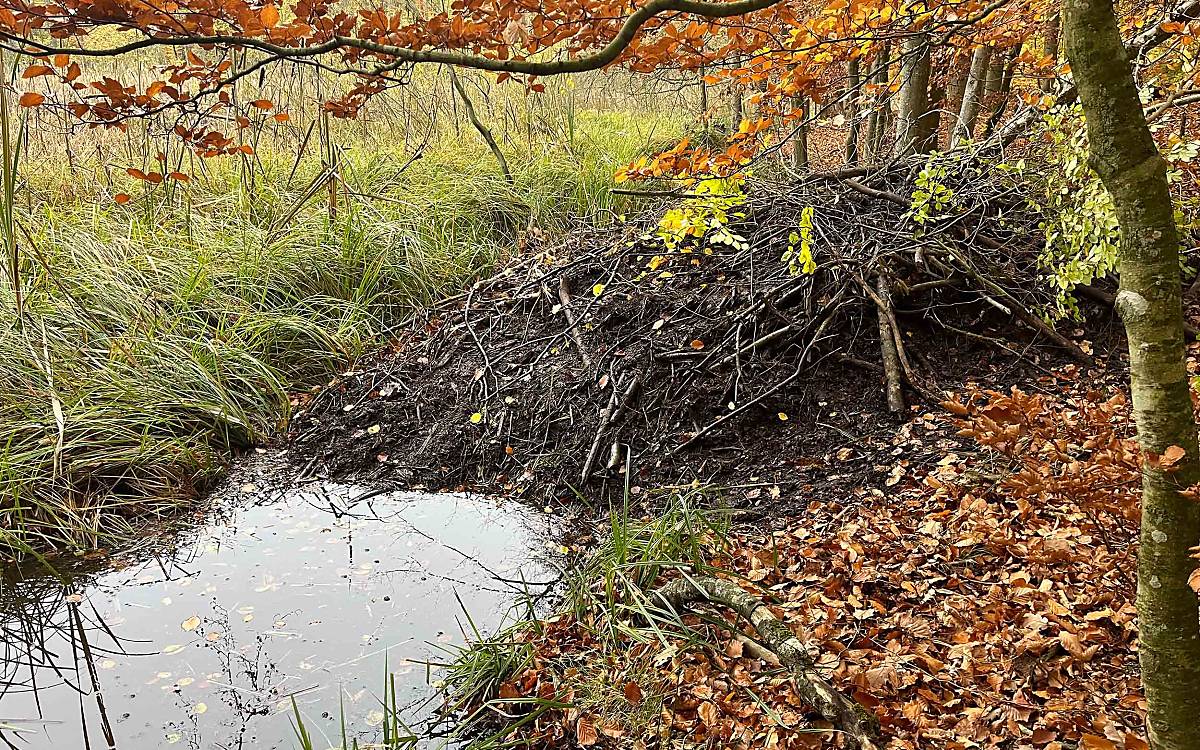 Sie wächst und wächst: Aus größeren Ästen bauen sich Biber ihre Burg. Der Eingang liegt zum Schutz vor Feinden immer unter Wasser.