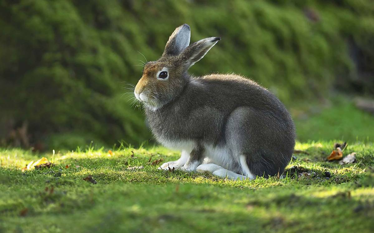 alpenschneehase_test_ibxshu04608308__imagebroker.com_stefan-huwiler