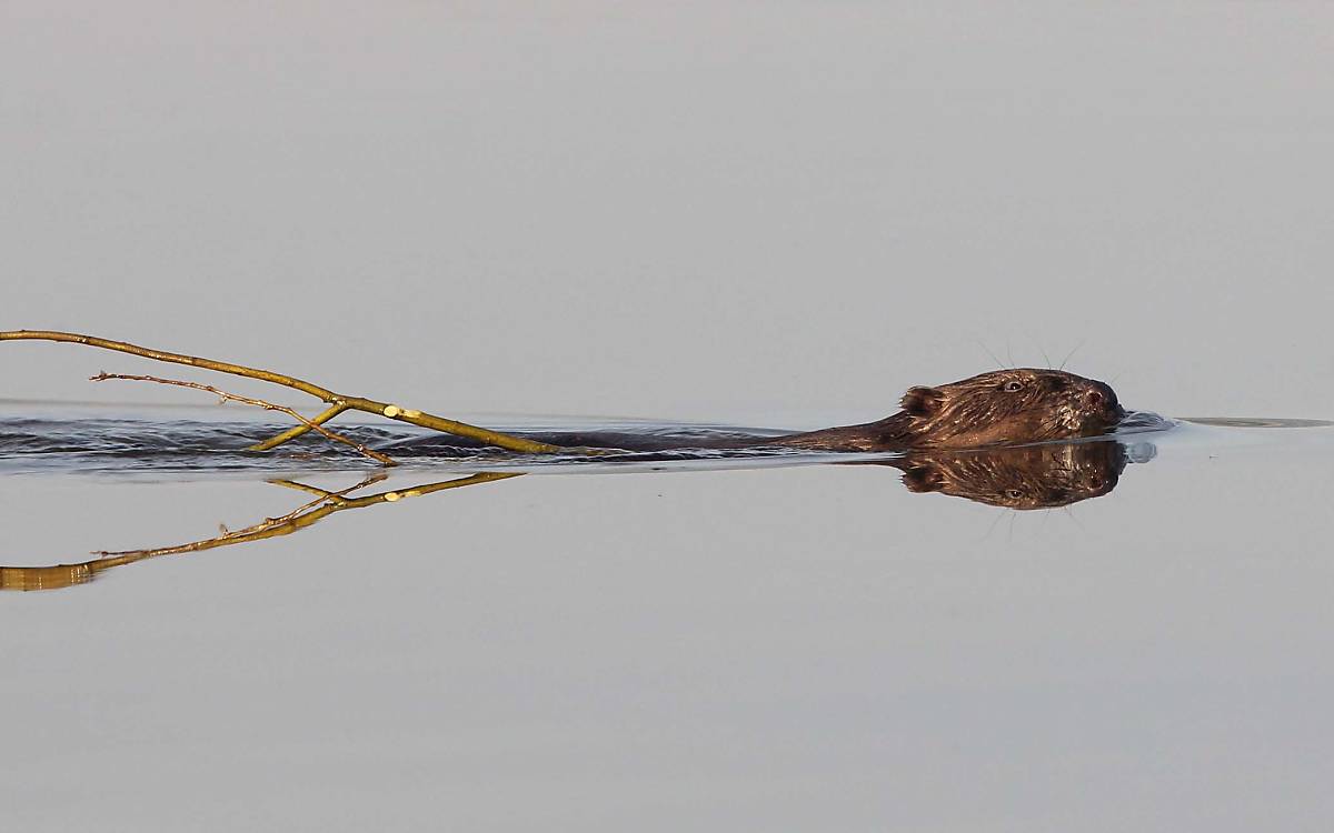 Ganz schön anstrengend: Manchmal muss neues Baumaterial schwimmend durchs Wasser bis zur Burg gezogen werden.