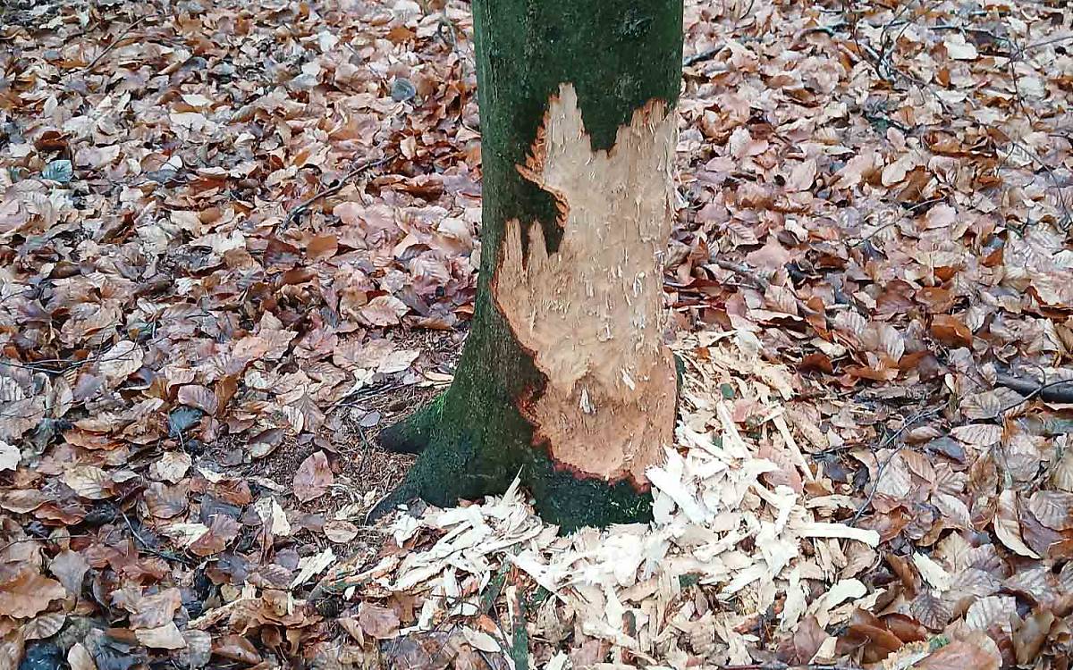 Fraßspuren am Baumstamm belegen eindeutig: Hier war ein Biber am Werk.