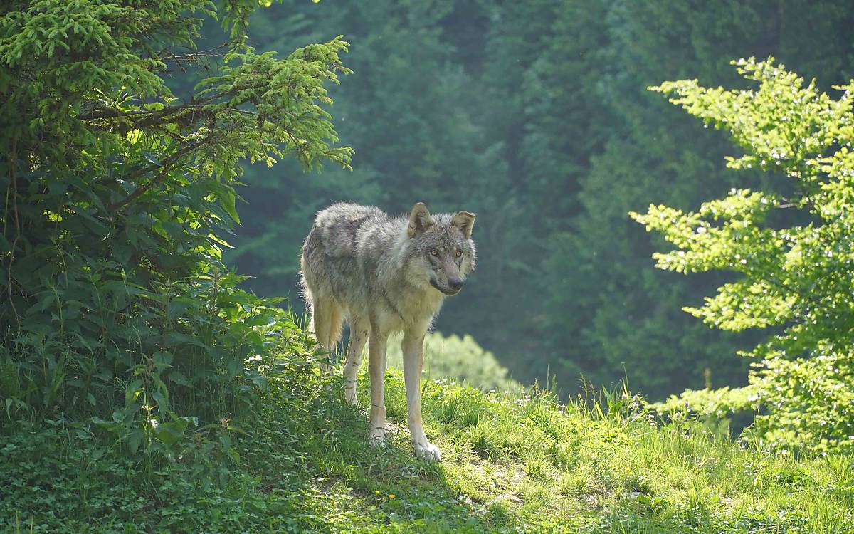 wolf_boku