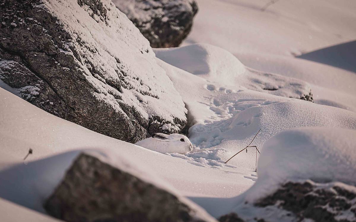 Alpenschneehase