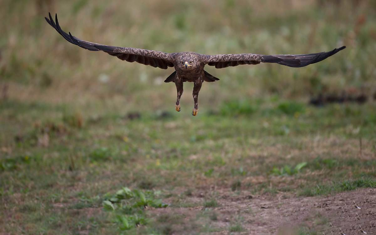 Schreiadler