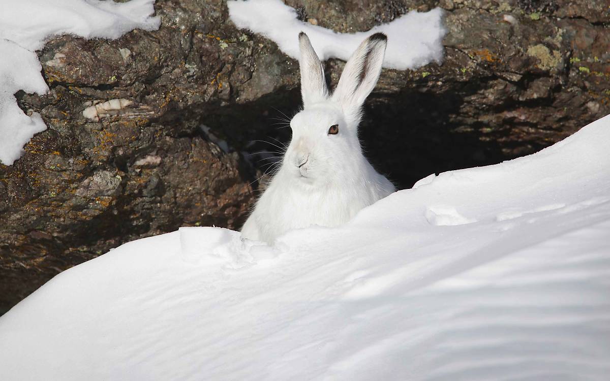 Der Alpenschneehase (Lepus timidus varronis) ist in Deutschland nur in einem kleinen Gebiet anzutreffen.