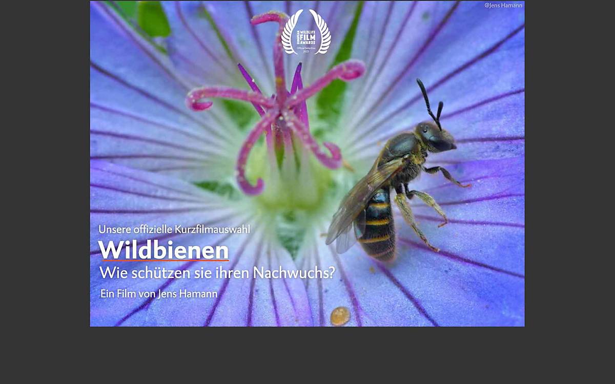 kurzfilm-wildbienen-v-2
