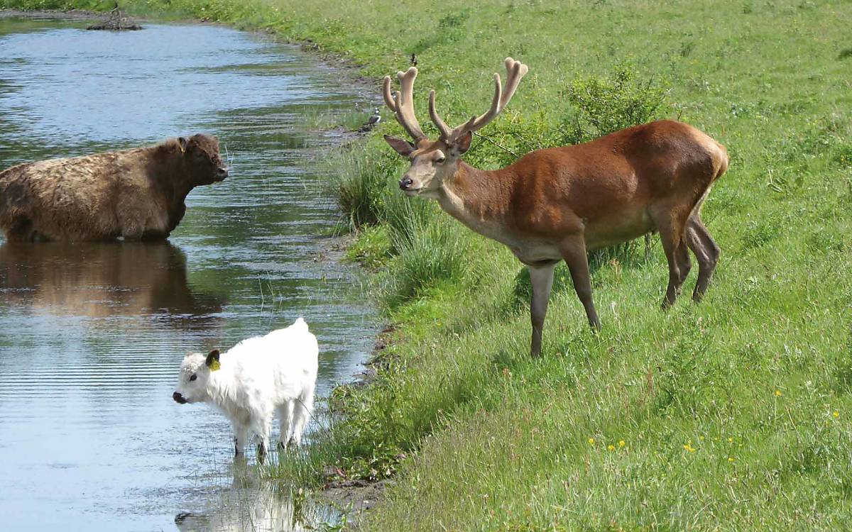 Treffen am Wasser: Gallowayrind mit Kalb und ein Rothirsch