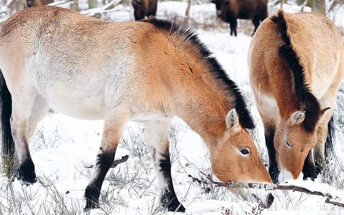 Wildpferde wie die Przewalski-Pferde gibt es heute kaum noch.