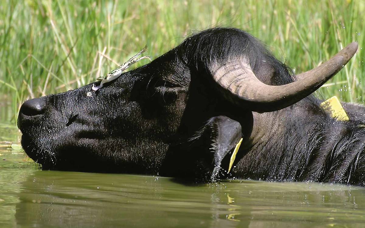 Blinder Passagier: Frösche nutzen Wasserbüffel gerne als Sitzwarte bei der Jagd auf Insekten.