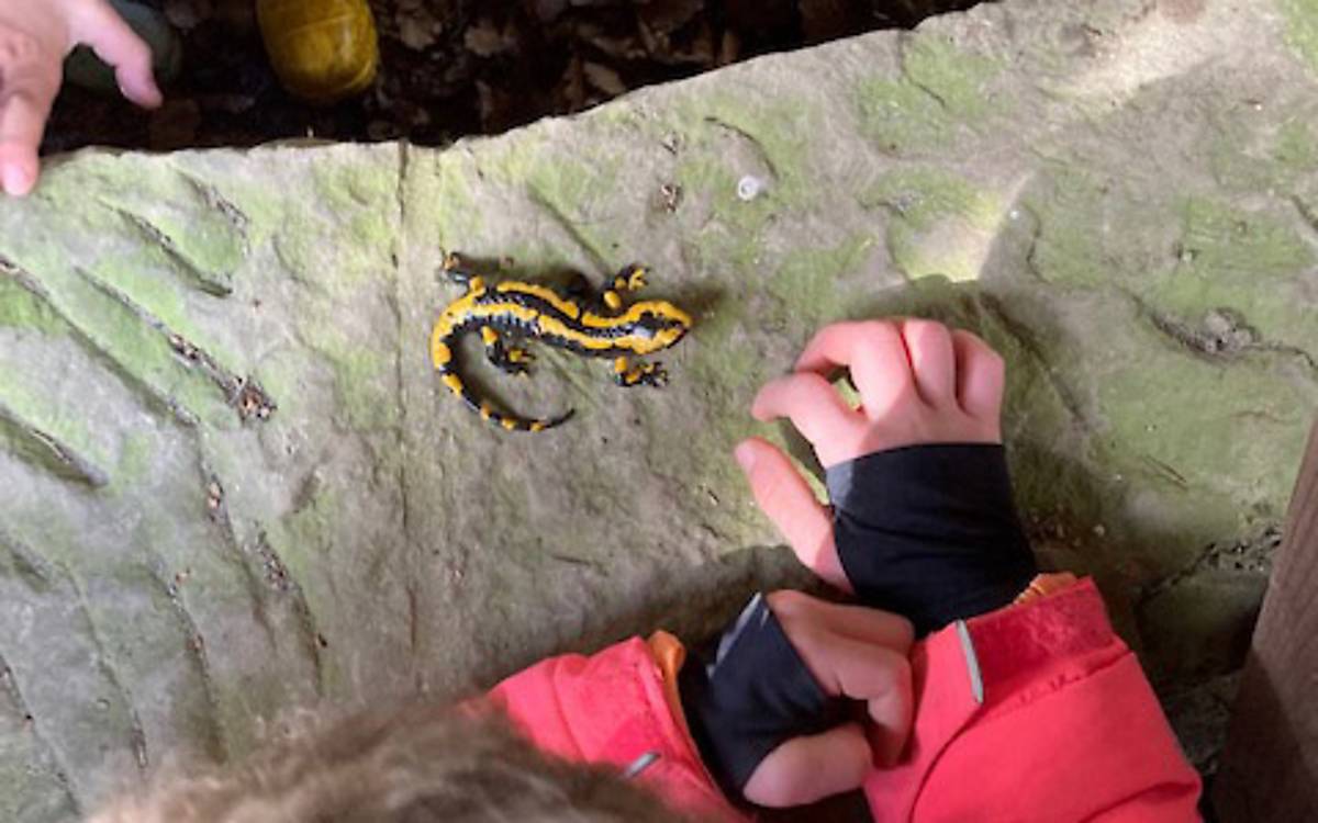 Es gibt immer wieder etwas Neues zu entdecken. Dieses Mal ist es ein Salamander, der behutsam betrachtet wird.