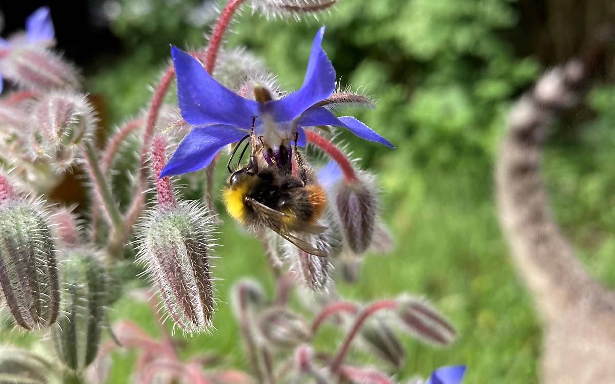 Wiesenhummel (Bombus pratorum)
