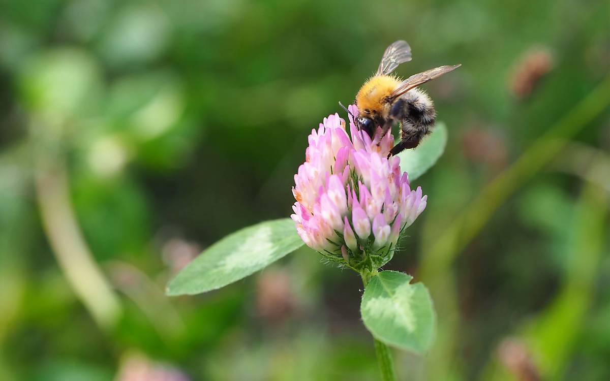 Hummel