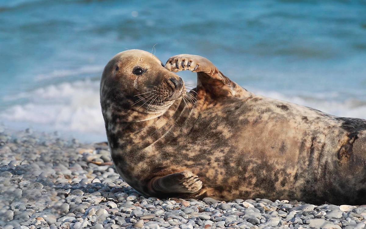 Keggelrobbe