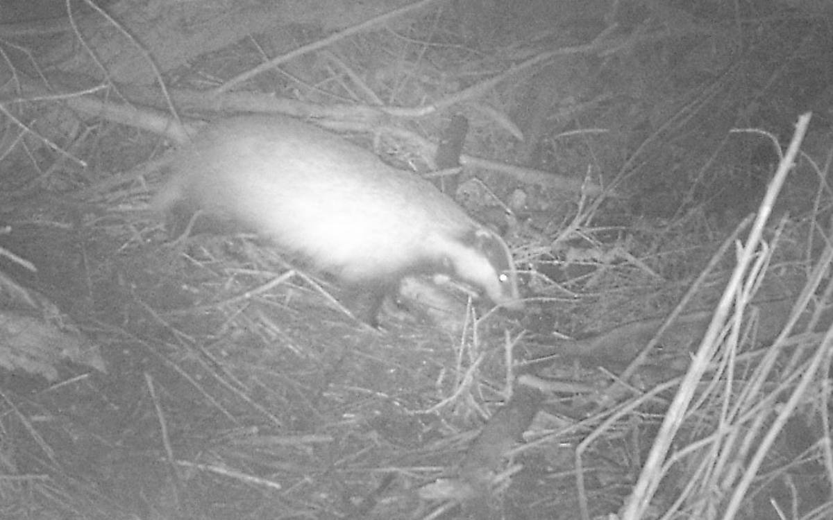 Ein Dachs (Meles meles) auf der Biberburg am Schwarzensee-Bruch