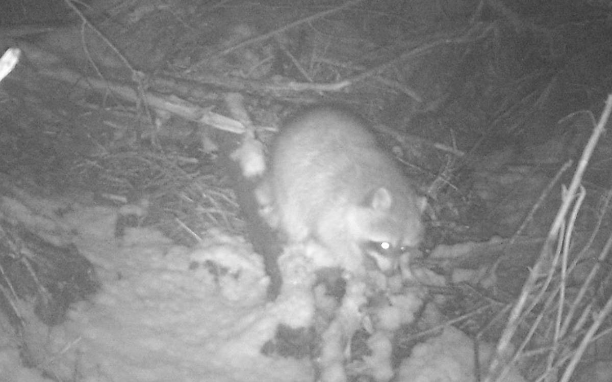 Ein Waschbär (Procyon lotor) an der Biberburg am Schwarzensee-Bruch