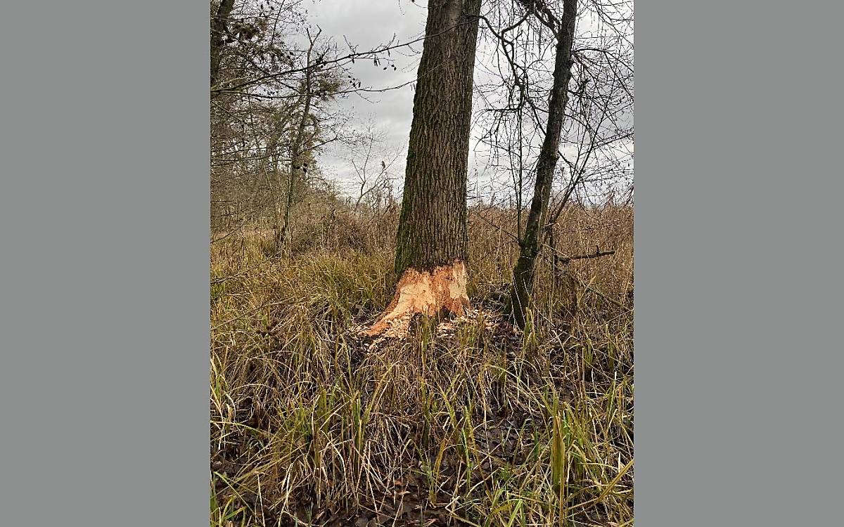 Frische Fraßspuren an einem Baum am Ufer des Reeksees