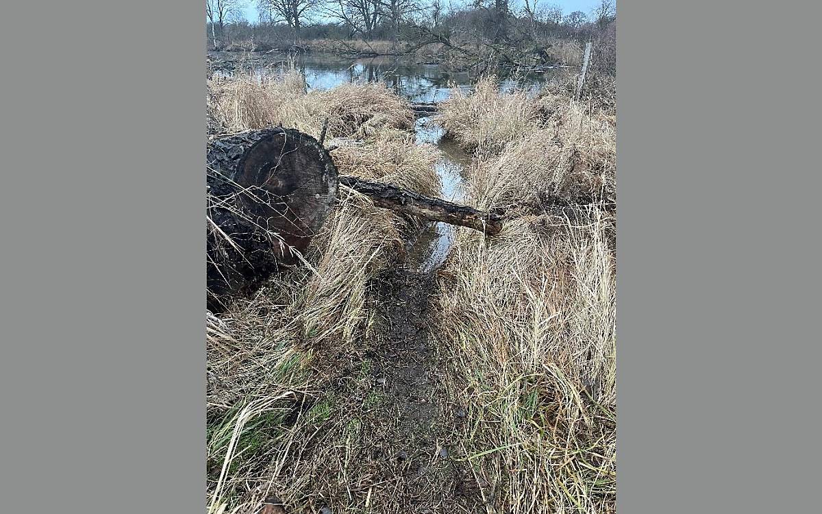 Häufig benutzter Ausstieg der Biber am Ufer