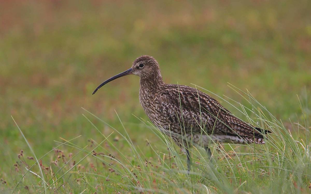 Mit seinem langen, gebogenen Schnabel zieht der Große Brachvogel (Numenius arquata) unter anderem Würmer für den Nachwuchs aus dem weichen Boden.