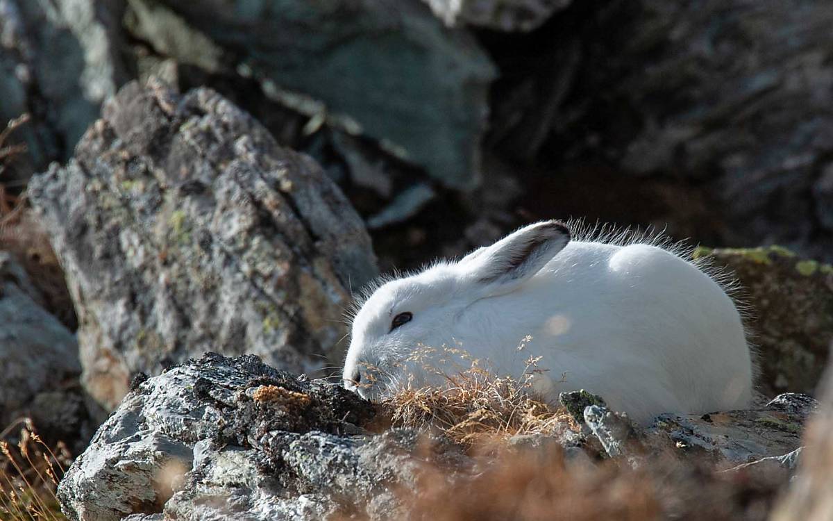 Weißer Hase auf grauem Grund: In Zeiten des Klimawandels kommt der Fellwechsel immer öfter zu spät – und die Tarnung des Alpenschneehasen fliegt auf.