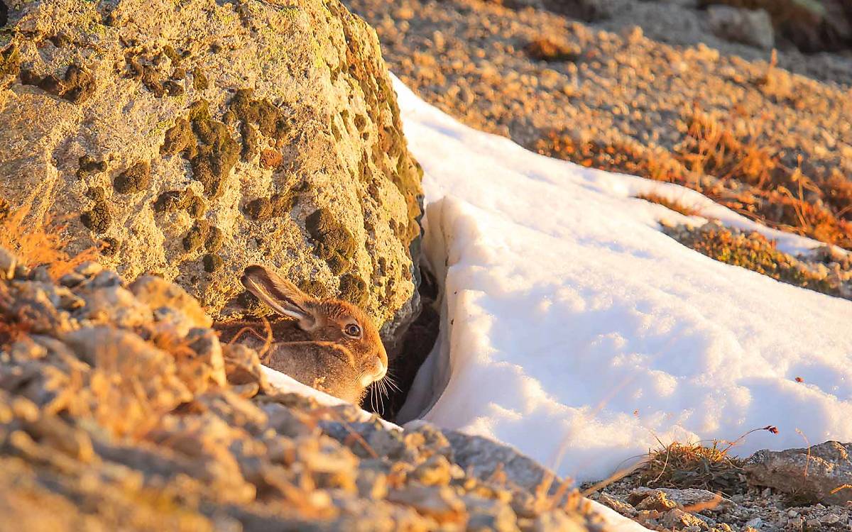 Im Winter weiß, im Sommer braun: Durch seinen Fellwechsel ist der Alpenschneehase zu jeder Jahreszeit gut getarnt.